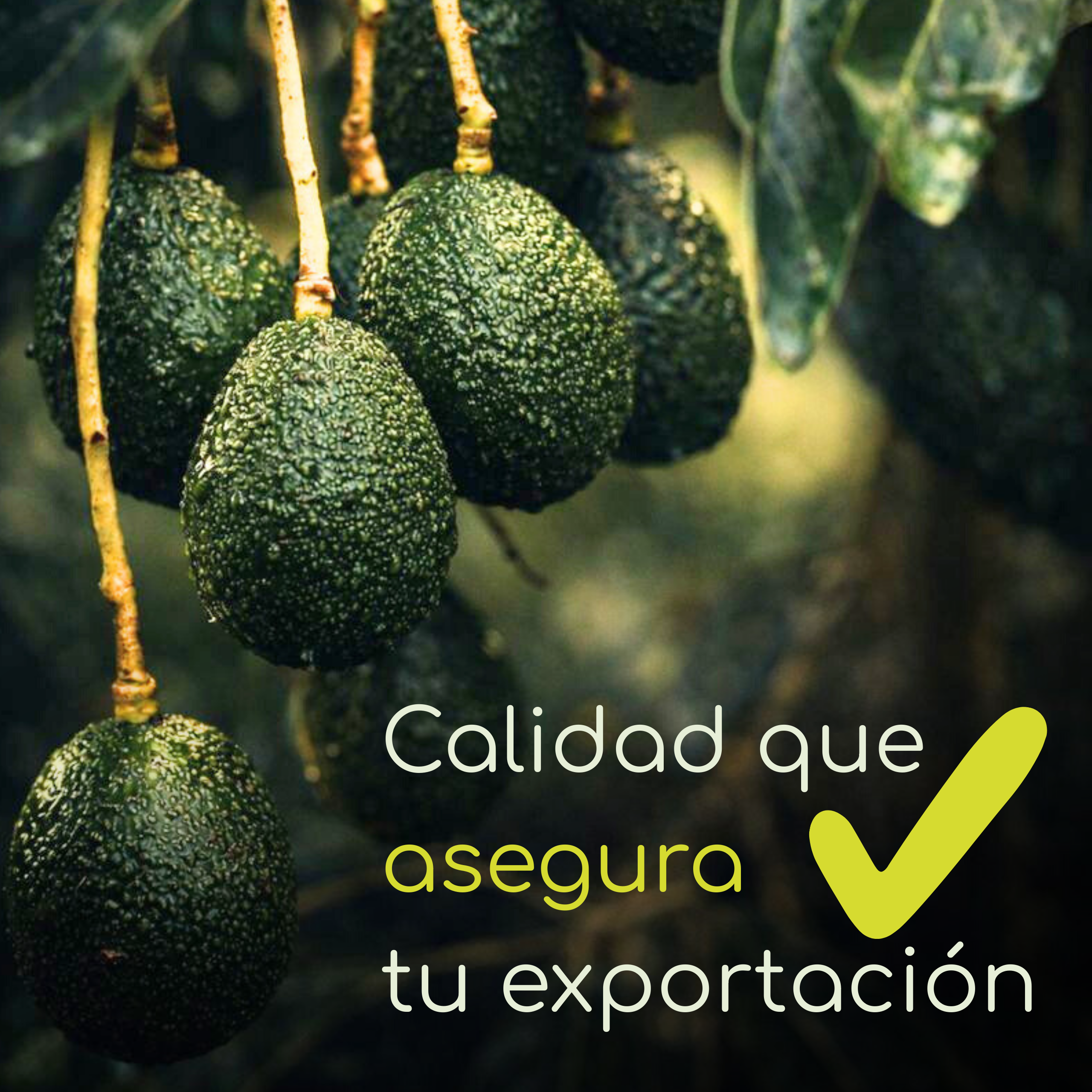 Vita Proteck - Desinfectante Post cosecha