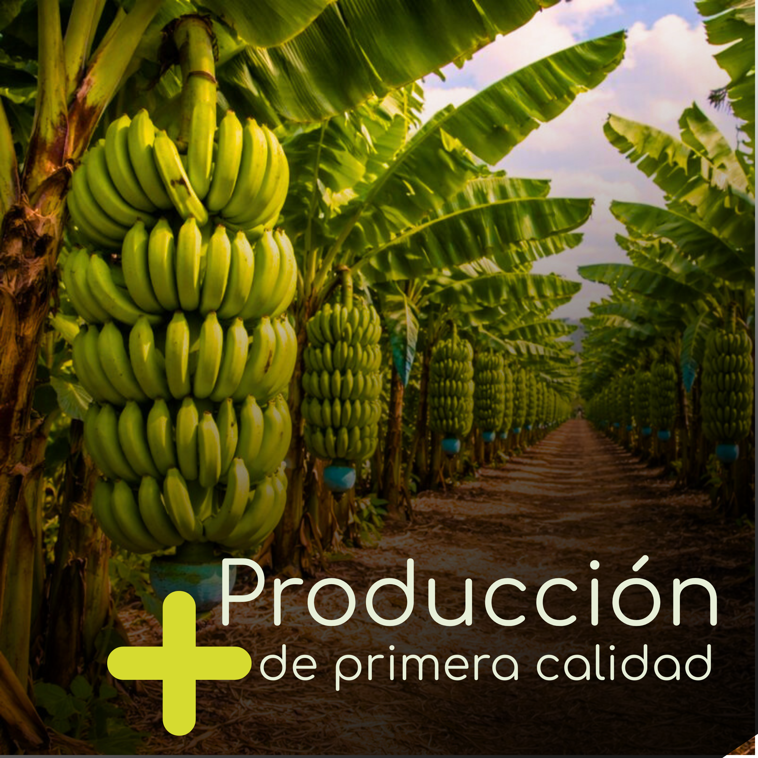 Biorenace - Biofertilizante líquido