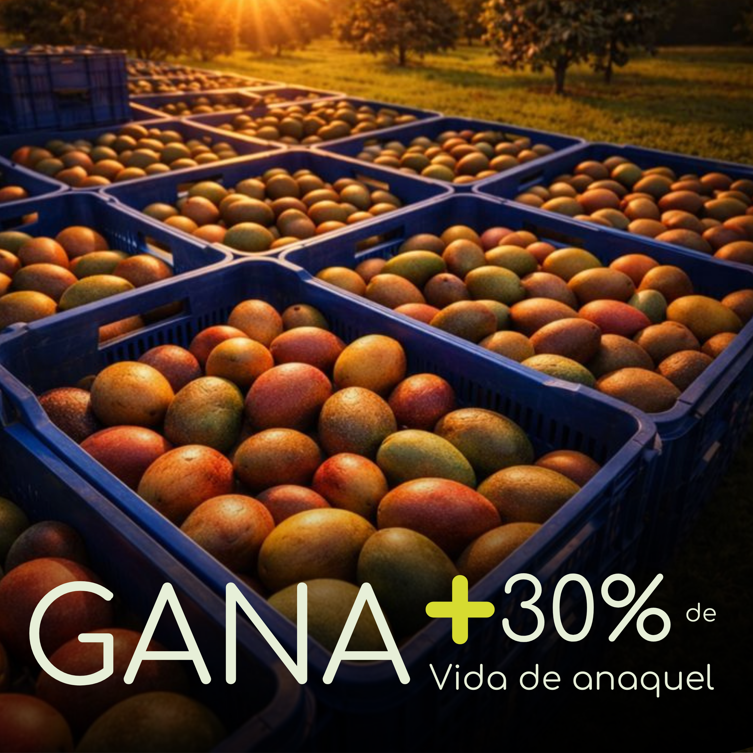 Vita Proteck - Desinfectante Post cosecha