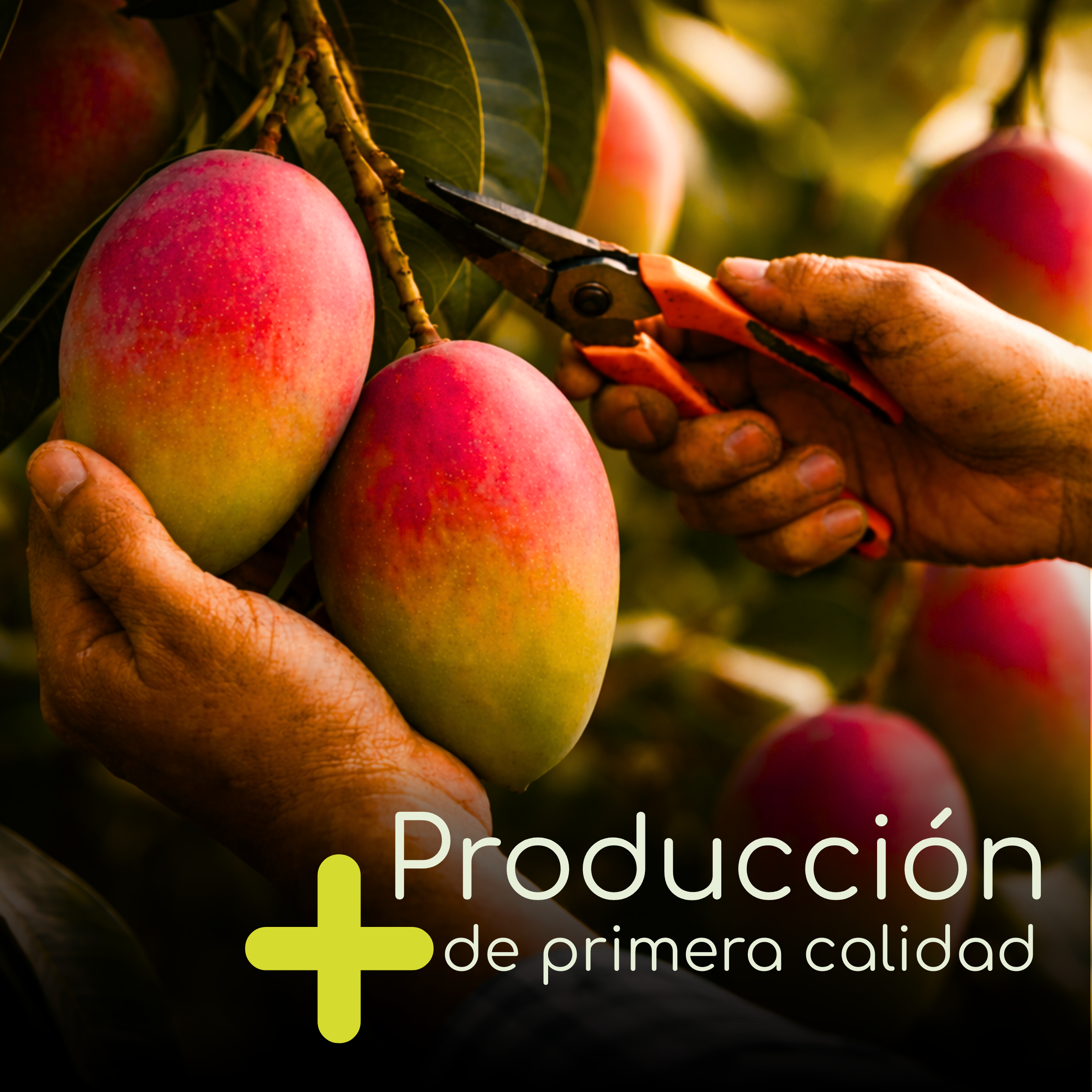 Agrocker - Activo Nano Sistémico para hongos, virus o bacterias - 1 Litro