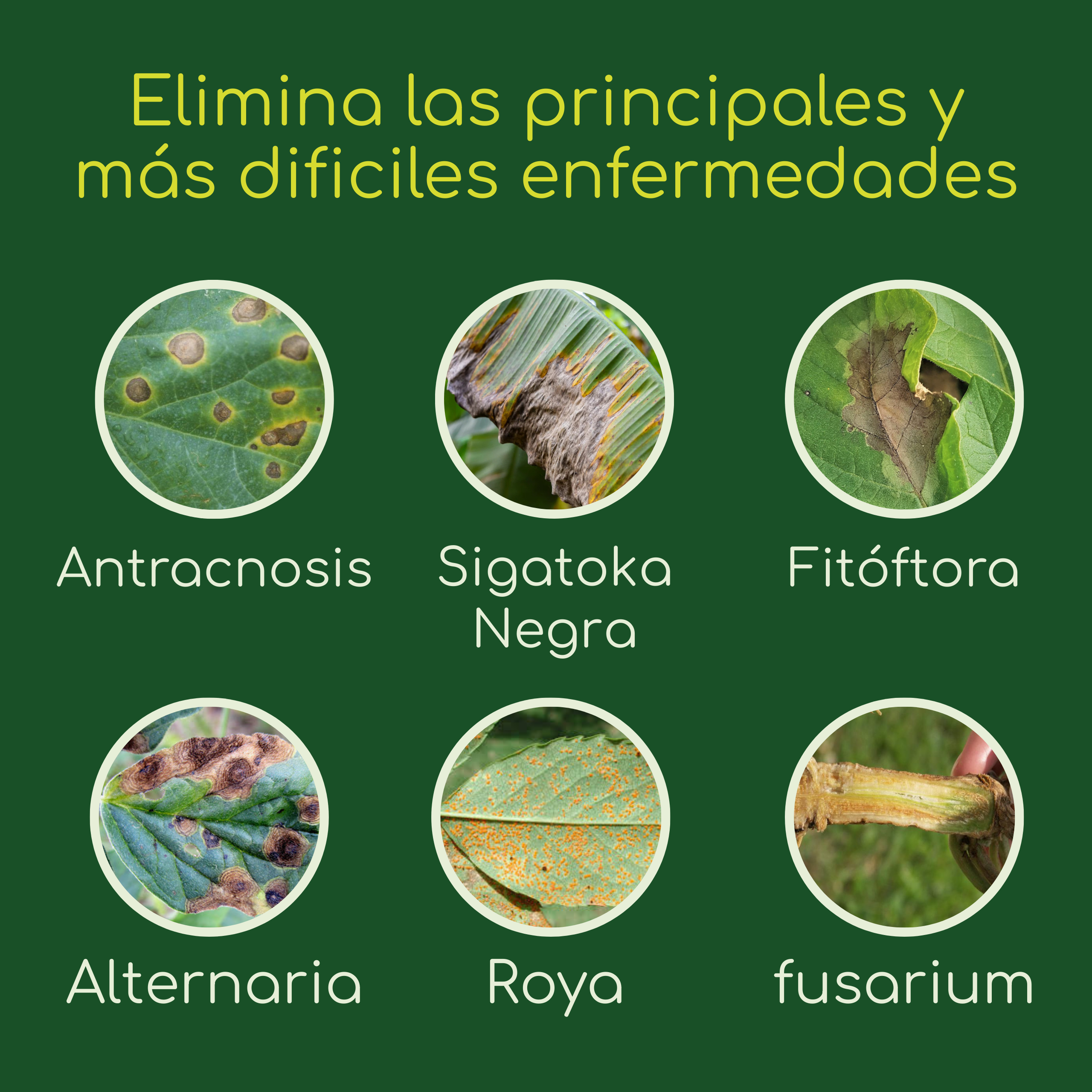 Agrocker - Fungicida Nano Sistémico