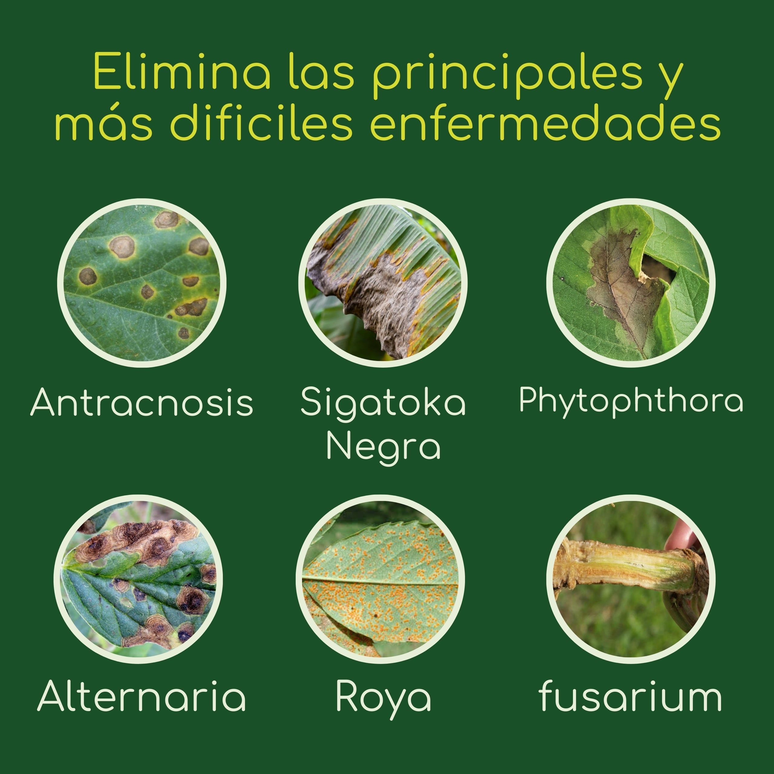 Agrocker - Activo Nano Sistémico para hongos, virus o bacterias - 1 Litro