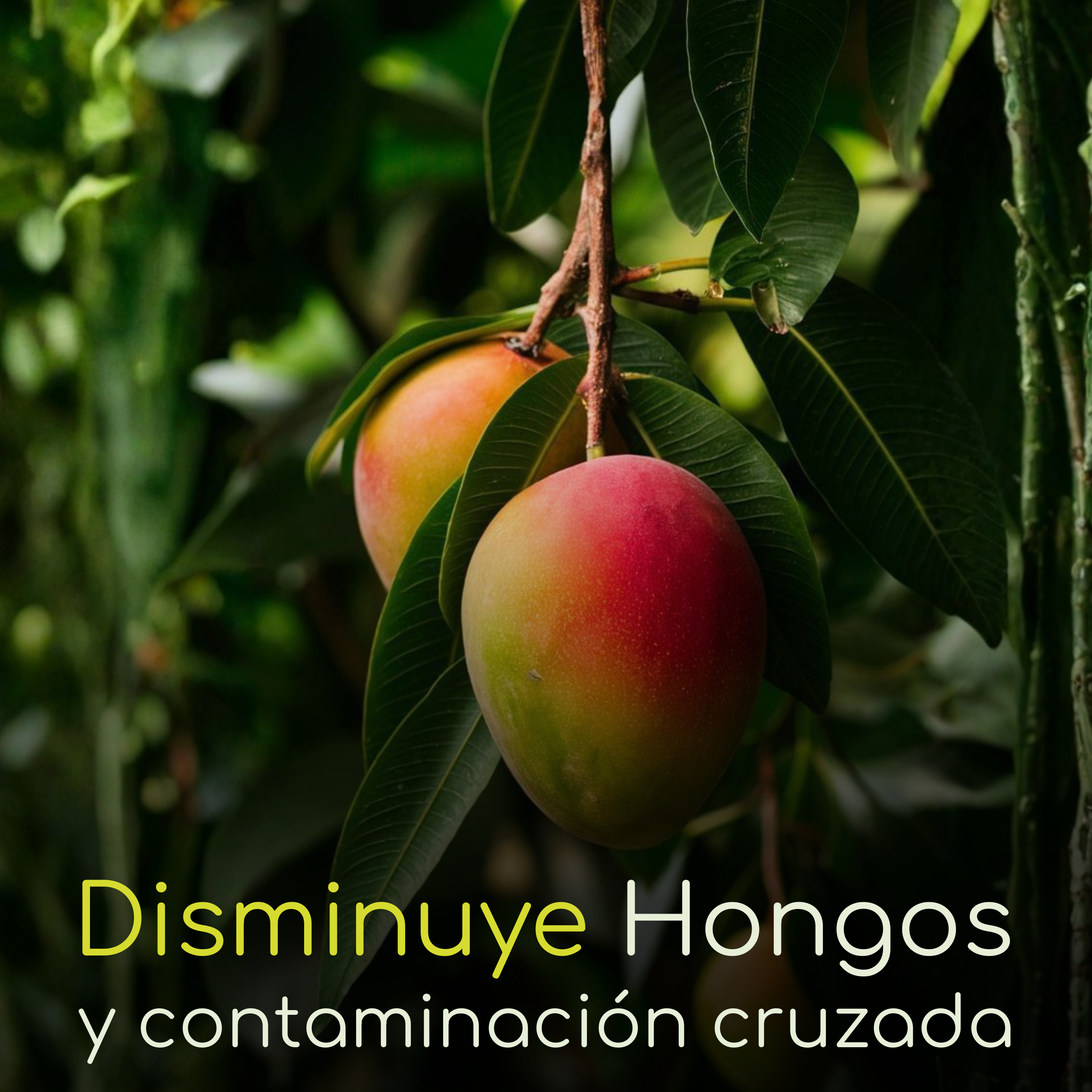 Vita Proteck - Desinfectante Post cosecha